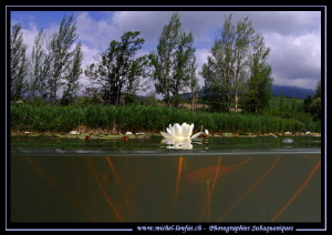 Water Lillies... :O)... by Michel Lonfat 